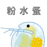 コナミジンコ