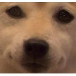 (っ・∀・)ノ