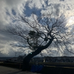 userPhoto