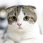 たこやき