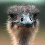 Ostrich