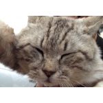 猫来