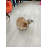 餅柴