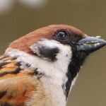 鳥￤