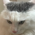 ゆきにゃん