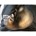 むすころ隊長