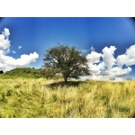 userPhoto