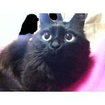 チョコ猫