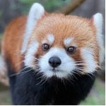 レッサーパンダ