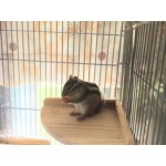 ティト