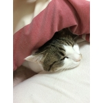 ひつじ