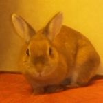 ✧うさぎ✧