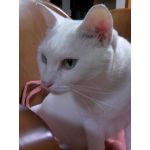 めあり