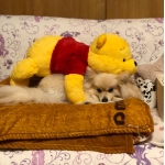 まぬけ