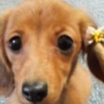 ribbondog