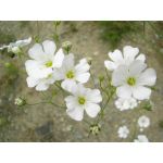 かすみ草