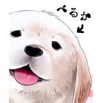 belka