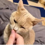 ねこすけと暮らしている人