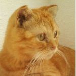 あれっくちゅ