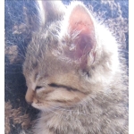 猫のVチューバー応援屋さん