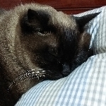 userPhoto