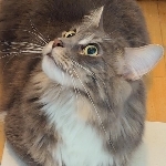 あまみ