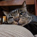 眠り猫