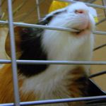 すずの