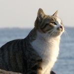 はんきち