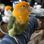 こっこ
