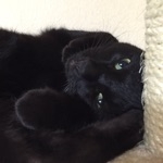 けいと