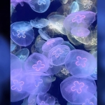 ՏᗩKI
