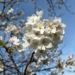 ゆうひば