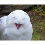 クロコロ2世