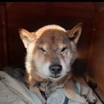 たれぽん。