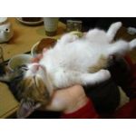 すぶつん