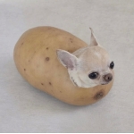 Aroopaca