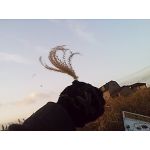 userPhoto
