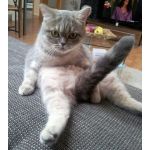 猫のちゃんちゃんおっきっき