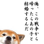 縞々尾猫