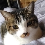 競輪で勝つたまちゃん