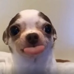 ちわ