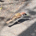 ﾁｭﾝﾁｭﾝ