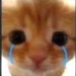ねこまり
