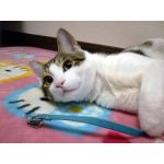 すずまる