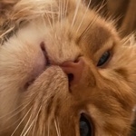 垂れ猫