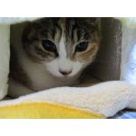 なたでここ