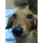 ぺんぺん