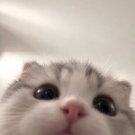 にゃんこ
