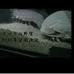 蜜熊